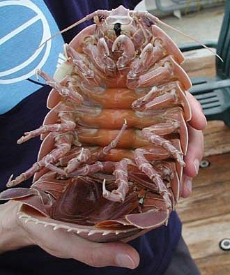 Illustration for article titled Crackers Made From Giant Isopods Are Now a Thing in Japan